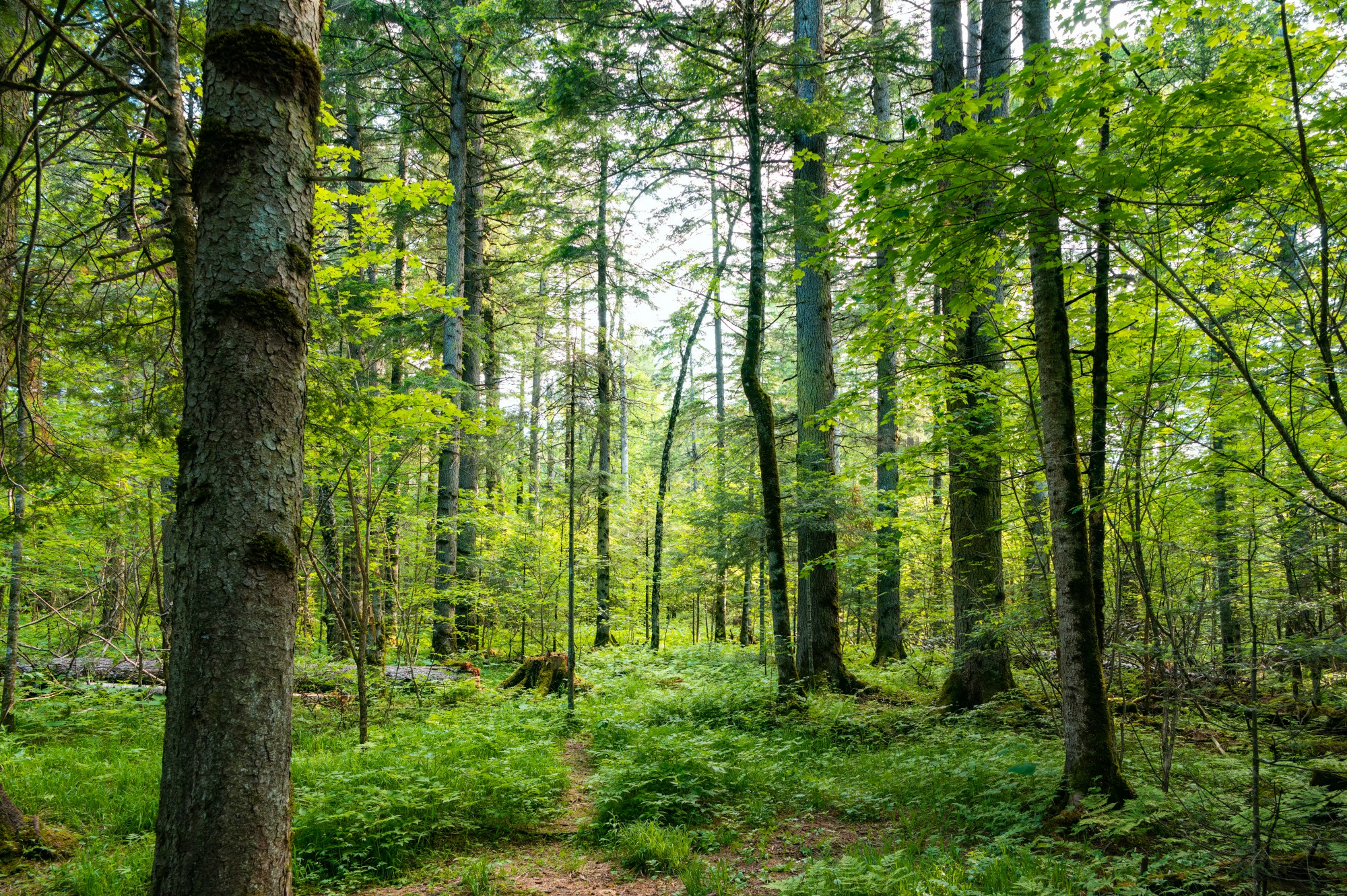 Groupement forestier de Ballens-Mollens - Offre d'emploi
