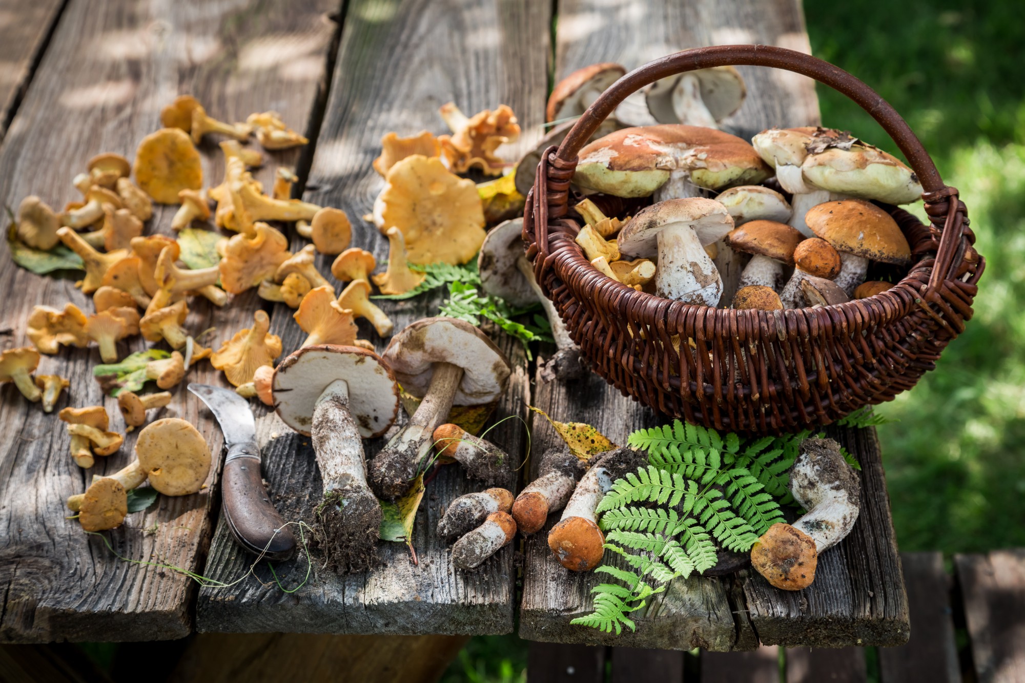 Contrôle des champignons