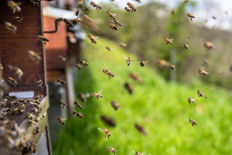 Infos Biodiversité, Adaptation et Espaces verts